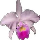 orquídea