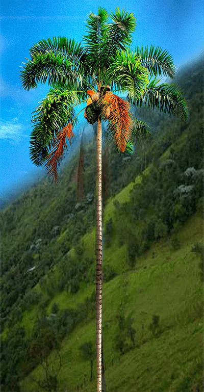 palmacera