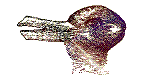 Ilusión Óptica 